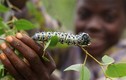 Kinh dị món sâu bướm Mopane, đặc sản được ưa chuộng ở Zimbabwe
