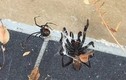 Video: Khóa học lạ kỳ để chiến thắng nỗi sợ nhện