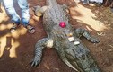 video: Kinh hãi cảnh đàn cá sấu háu ăn vây quanh người đàn ông