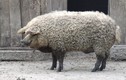 Video: Những giống lợn kỳ lạ trên thế giới vẫn tồn tại đến ngày nay
