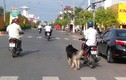Dắt chó đi dạo trên đường bằng xe máy sẽ bị xử phạt 200.000 đồng