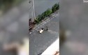 Video: Rùng mình cảnh bé gái đang ngồi chơi bị khỉ lao đến kéo lê trên đường