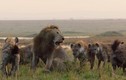 Video: Đối đầu 20 linh cẩu, chúa sơn lâm thoát chết trong gang tấc