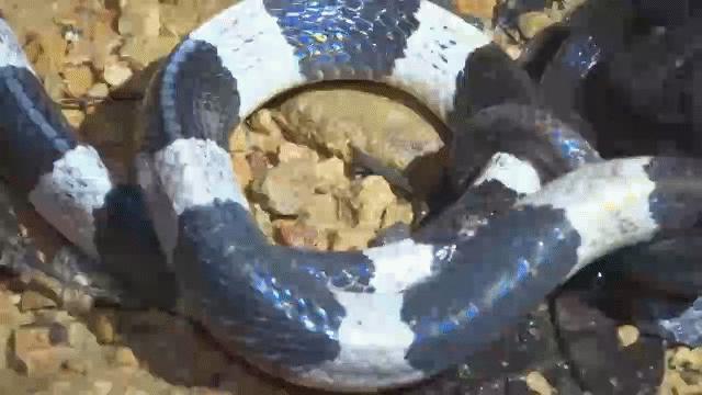 Video: Rắn cạp nia vật lộn vẫn nuốt không trôi rắn mống vô hại