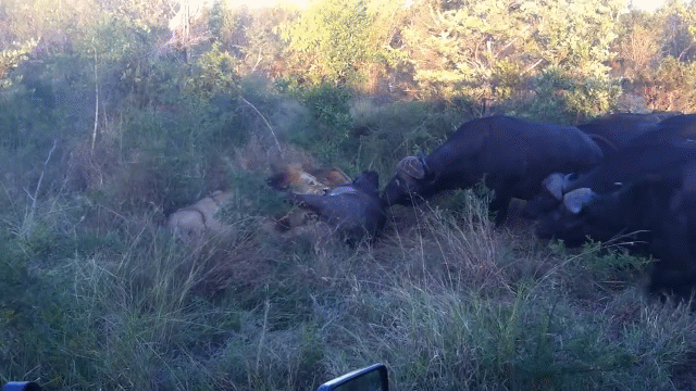 Video: Liên minh sư tử đực đối đầu đàn trâu rừng và cái kết
