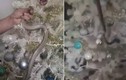 Choáng: Dùng rắn kịch độc trang trí quanh cây thông Noel