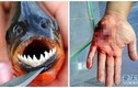 Hàm răng gây ớn lạnh của loài cá ăn thịt người