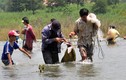 Ảnh: Dân đổ xô săn cá "khủng" ở chân đập Trị An
