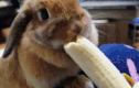 Ngắm loài thỏ siêu đáng yêu khi ăn 