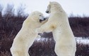 Gấu Bắc cực chiến đấu như võ sĩ chuyên nghiệp