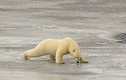 Chết cười gấu Bắc cực "hết hồn vía" đi trên băng mỏng