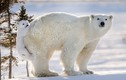 Gấu Bắc cực con nhõng nhẽo đòi mẹ cõng