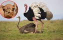 Sự thực đâu mới là loài chim lớn nhất thế giới?