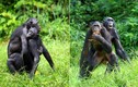 “Đỏ mặt” cảnh vợ chồng vượn Bonobo “mây mưa” công khai 