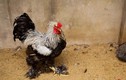 Cận cảnh gà kỳ lân - “vua của các loài gà” xuất hiện ở Sài Gòn