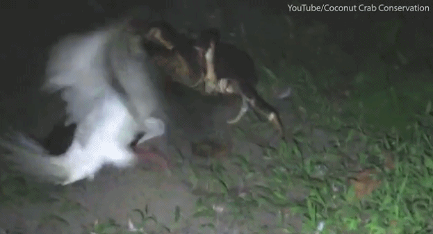 Kinh khiếp cảnh cua dừa khổng lồ giết chết chim biển 