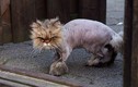 Mèo đáng yêu siêu cá tính với những bộ lông có 1-0-2
