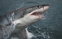 Cá mập trắng khoe sức mạnh nguyên thủy khiến con người khiếp sợ