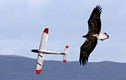 Đại bàng tung cánh đọ tốc độ với máy bay mô hình