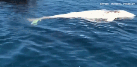 Cá mập trắng lớn cắn xé xác cá voi trên biển kịch tính