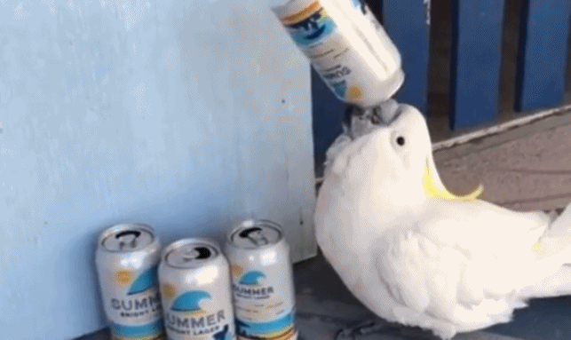 Chán đời, vẹt trắng mò đến vệ đường uống trộm bia?