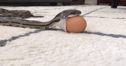 Cận cảnh rắn cật lực nuốt chửng trứng đầy hài hước