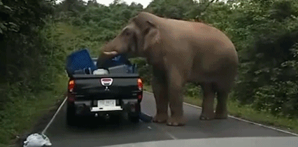 Hãi hùng voi đói chặn ô tô để cướp lương thực 