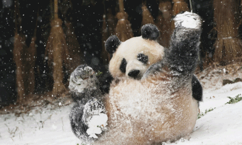 Ảnh động vật: Gấu trúc khổng lồ “điên cuồng” vì tuyết rơi