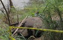 Kinh hãi voi hoang dã bị giết hại dã man và cắt ngà 
