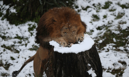 Biểu cảm không ngờ nổi của sư tử với tuyết trắng