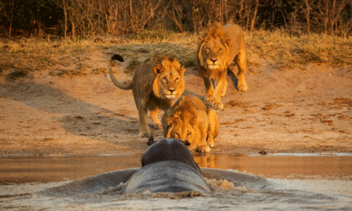 Hà mã thể hiện vương quyền sông nước, đánh đuổi vua sư tử
