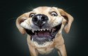 Biểu cảm "làm bạn cười vang" của loài chó khi được cho ăn 
