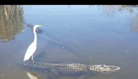 "Sốc" cò trắng dùng “siêu xe” cá sấu di chuyển trên sông