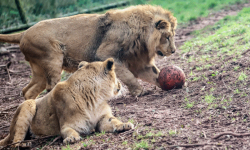 Kỹ năng chơi bóng chuyên nghiệp của sư tử gây choáng váng 