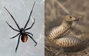 Rắn cực độc tử chiến nhện độc không kém và kết quả "choáng"