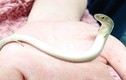 Sinh vật như rắn bốn chân và sự thực thú vị phía sau 