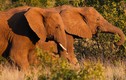 Nhóm thanh niên săn trộm tê giác "đụng độ" voi, sư tử thảm khốc