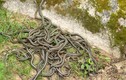 Hàng trăm con rắn "tụ" thành búi, dọa dân chết khiếp