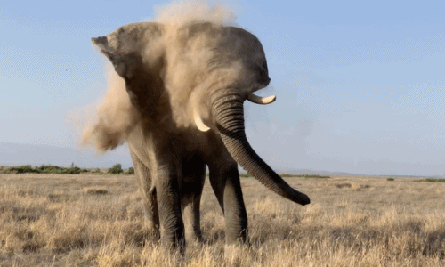Khoảnh khắc xấu hổ muốn "độn thổ" của voi khổng lồ 