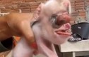 "Sốc" sự ra đời của lợn "quỷ" trông như quái vật lai