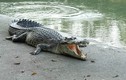 “Thót tim” cụ ông đánh nhau với cá sấu cứu chó cưng