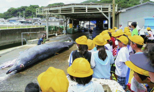 Ám ảnh cảnh mổ phanh xác cá voi trước mặt học sinh tiểu học