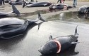 Ám ảnh cảnh cá voi mang thai bị giết hại dã man