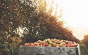 "Choáng" hơn 50.000 quả táo trên cây bốc hơi như ma quỷ