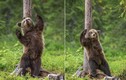 Gấu con nhảy vũ điệu gãi ngứa cực yêu và vui nhộn 