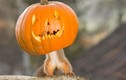 Hài hước cảnh động vật "vờn" trái bí Halloween ai xem cũng phải cười