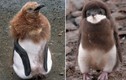 Bộ mặt khác lạ của chim cánh cụt khiến ai cũng ngỡ ngàng
