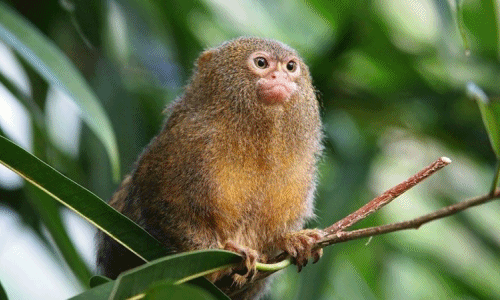 Kỳ thú loài khỉ bé nhất thế giới, chỉ bằng que kem bơ