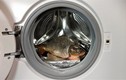 Mẹo đánh vảy cá bằng máy giặt khiến các bà nội trợ tròn mắt 