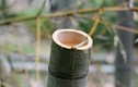 Lạ kỳ món sinh tố rượu ngọt tự nhiên ẩn trong thân cây tre Nhật Bản